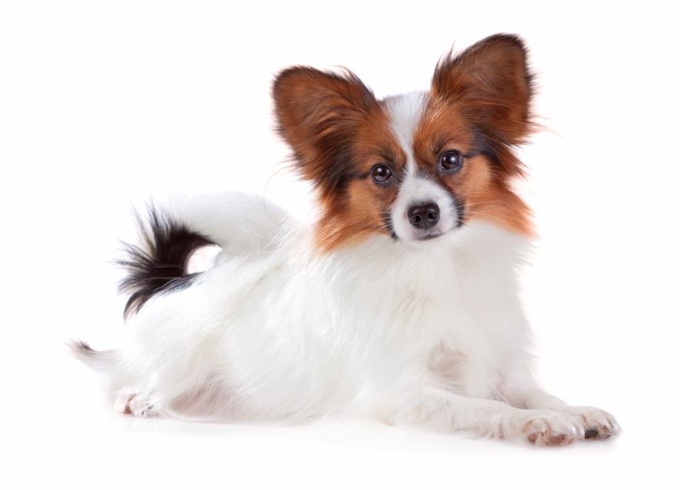 Embark partner
